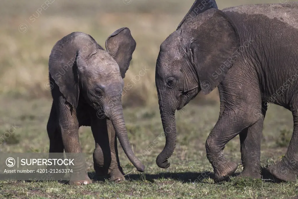 African Elephant (Loxodonta africana) calves playing, Masai Mara, Kenya