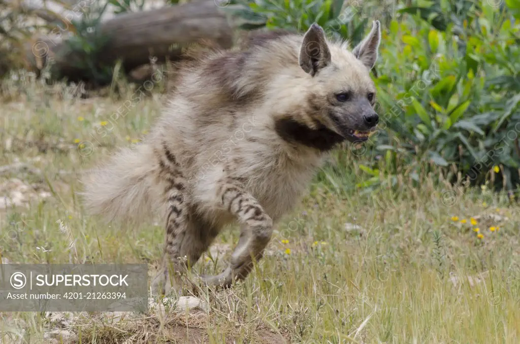Striped Hyena (Hyaena hyaena) running, native to Africa and Asia