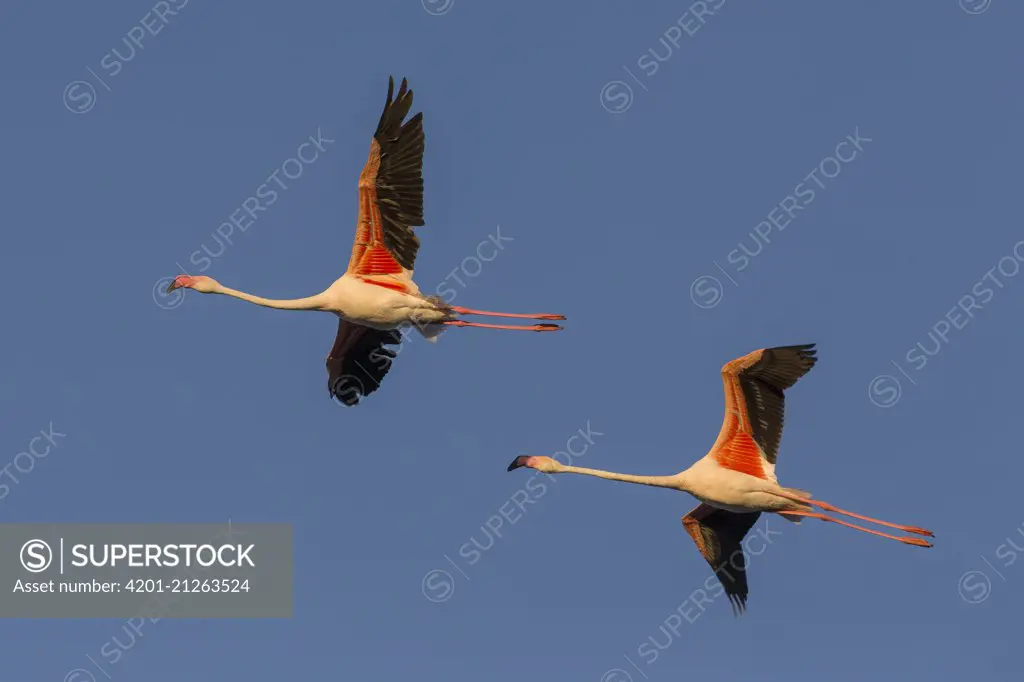 European Flamingo (Phoenicopterus roseus) pair flying, Camargue, France