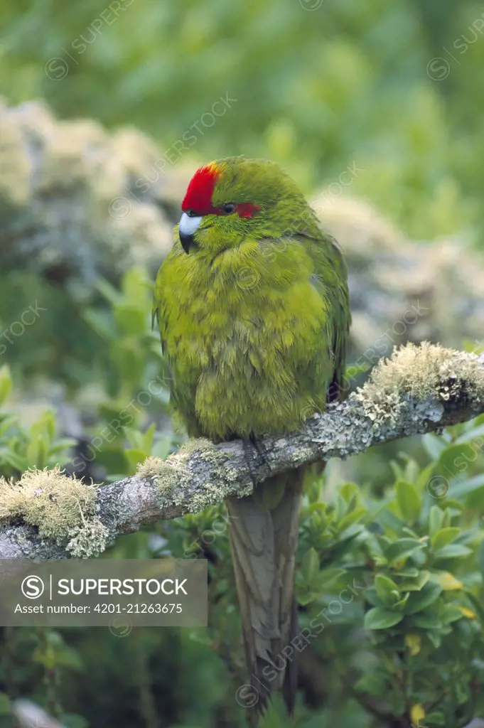 Green-cheeked Amazon Parrot (Amazona viridigenalis) perching on branch, Enderby Island, Auckland Islands, New Zealand