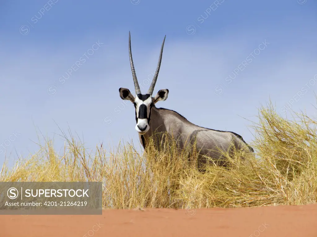 Oryx (Oryx gazella), Namibia