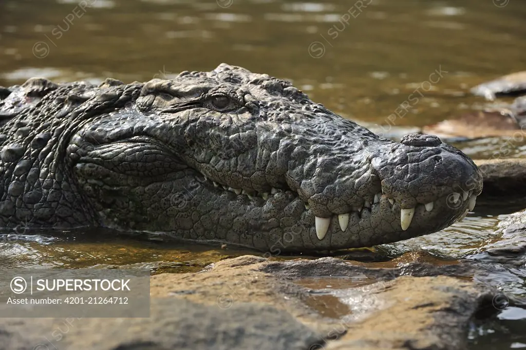 Mugger Crocodile (Crocodylus palustris), Cauvery Wildlife Sanctuary, India
