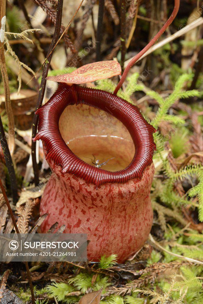 Nepenthes Jungle Bells