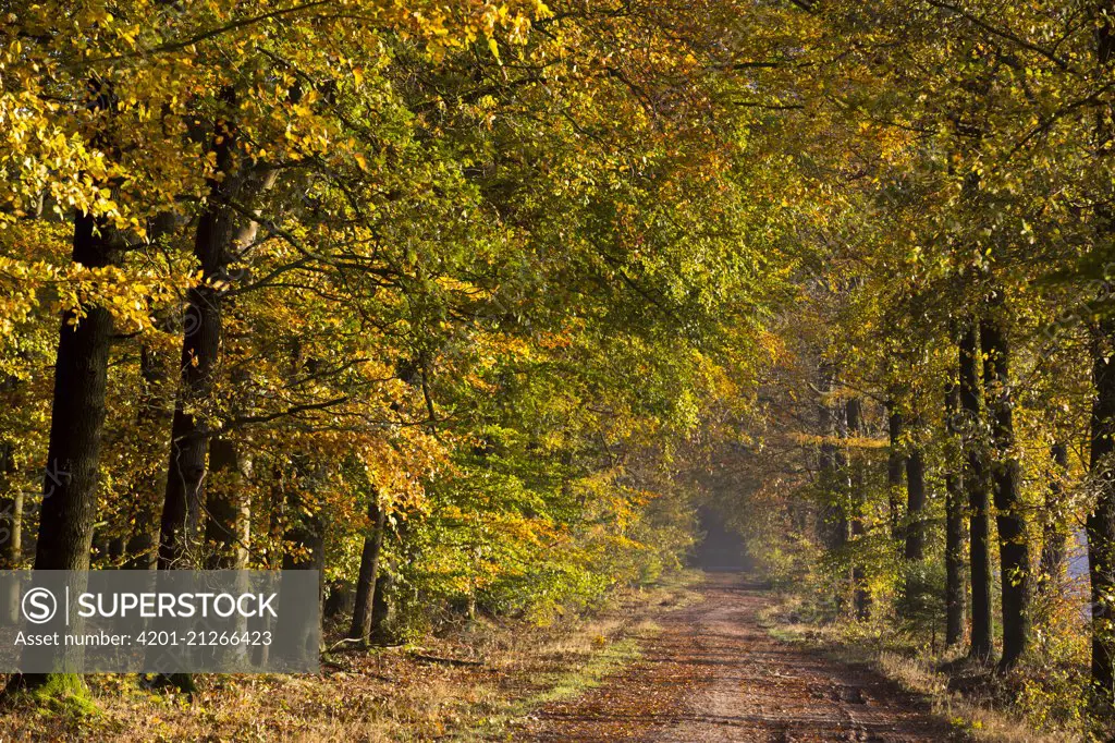 Road in forest in autumn, Orvelte, Netherlands