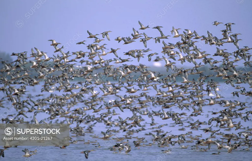 Northern Shoveler (Anas clypeata) flock taking flight from lake, Europe