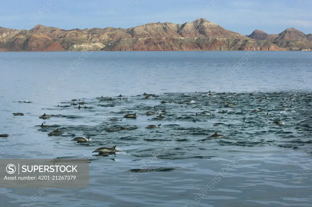 Long-beaked Common Dolphin (Delphinus capensis) pod, Sea of Cortez, Mexico