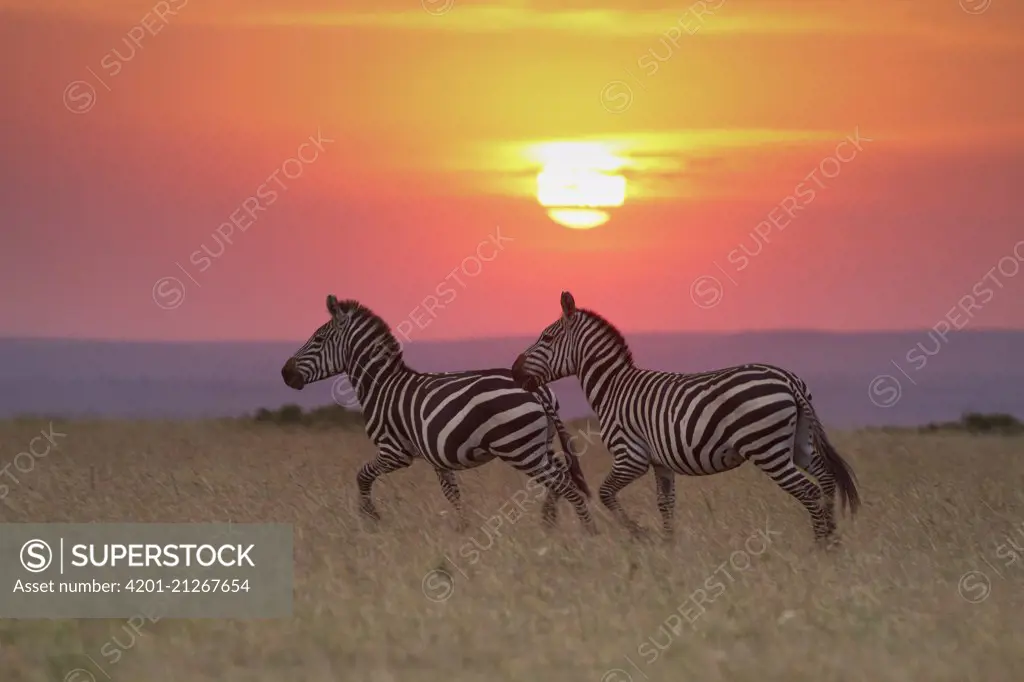 Zebra (Equus quagga) pair at sunrise, Masai Mara, Kenya