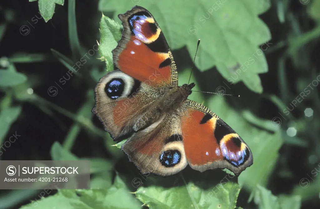 Peacock Butterfly (Inachis io) showing false eye spots on wings, Europe