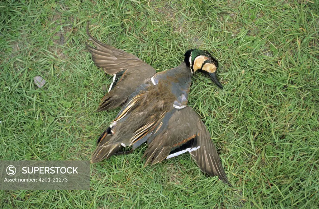 Baikal Teal (Anas formosa) dead male in breeding plumage, Siberia