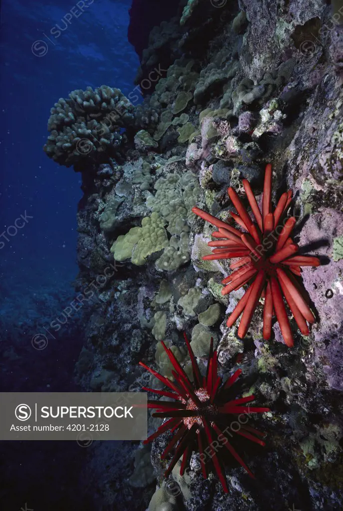 Slate Pencil Urchin (Heterocentrotus mammillatus) pair attached to rock wall, Kona, Hawaii