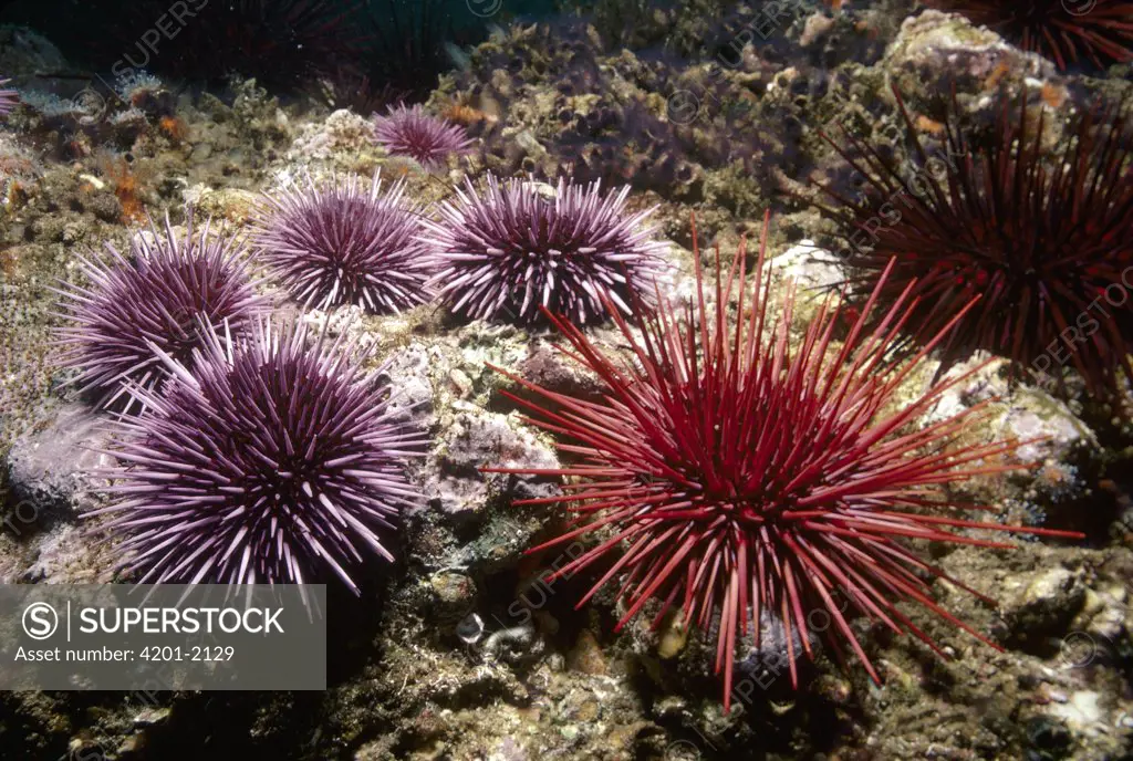 Purple Sea Urchin (Strongylocentrotus purpuratus) and Red Sea Urchin (Strongylocentrotus franciscanus) group, Channel Islands, California