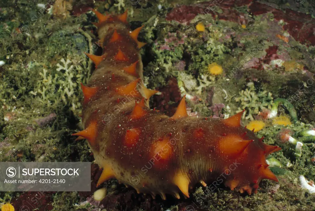 California Sea Cucumber (Parastichopus californicus) underwater, Vancouver Island, British Columbia, Canada