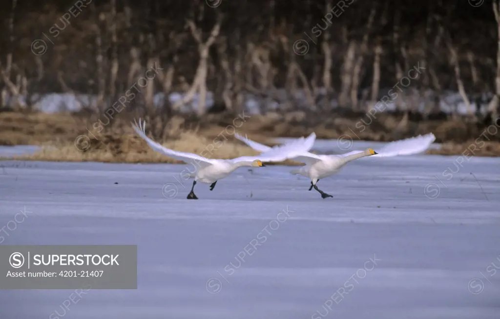 Whooper Swan (Cygnus cygnus) pair taking flight from frozen lake, Europe