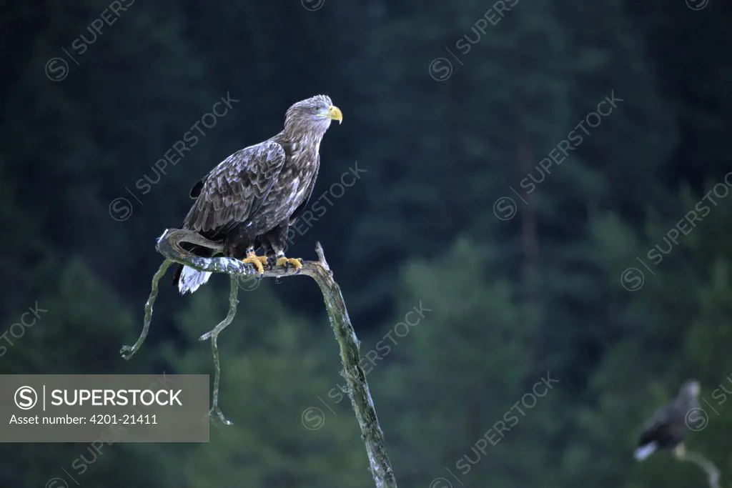 White-tailed Eagle (Haliaeetus albicilla) perching on snag, Europe