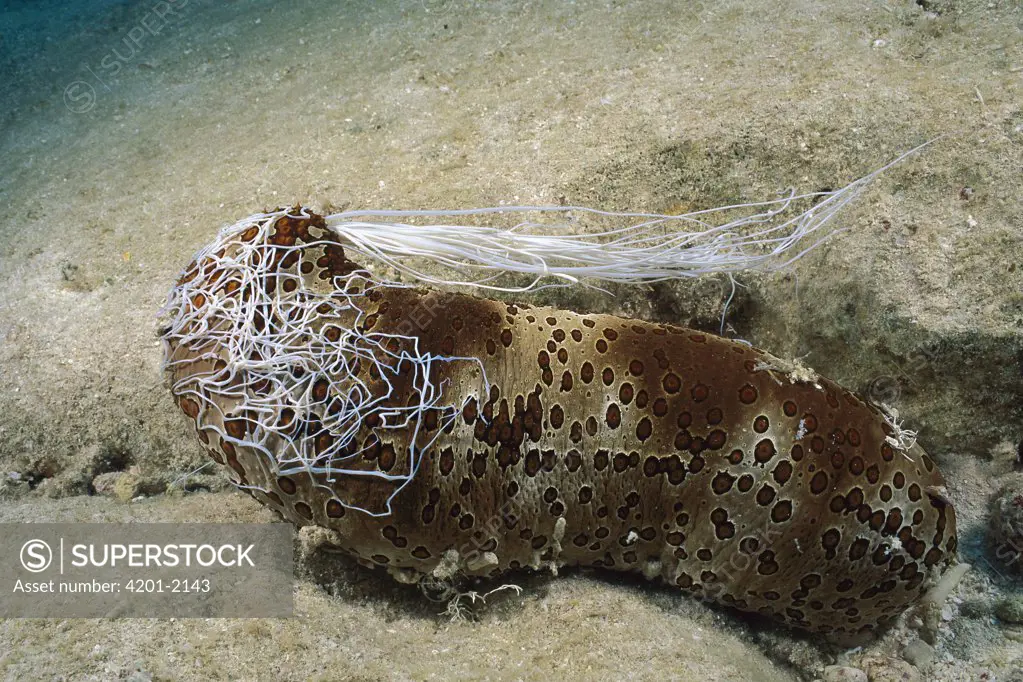 Leopard Sea Cucumber (Bohadschia argus) ejects mass of long white sticky tubules as a defense, Australia