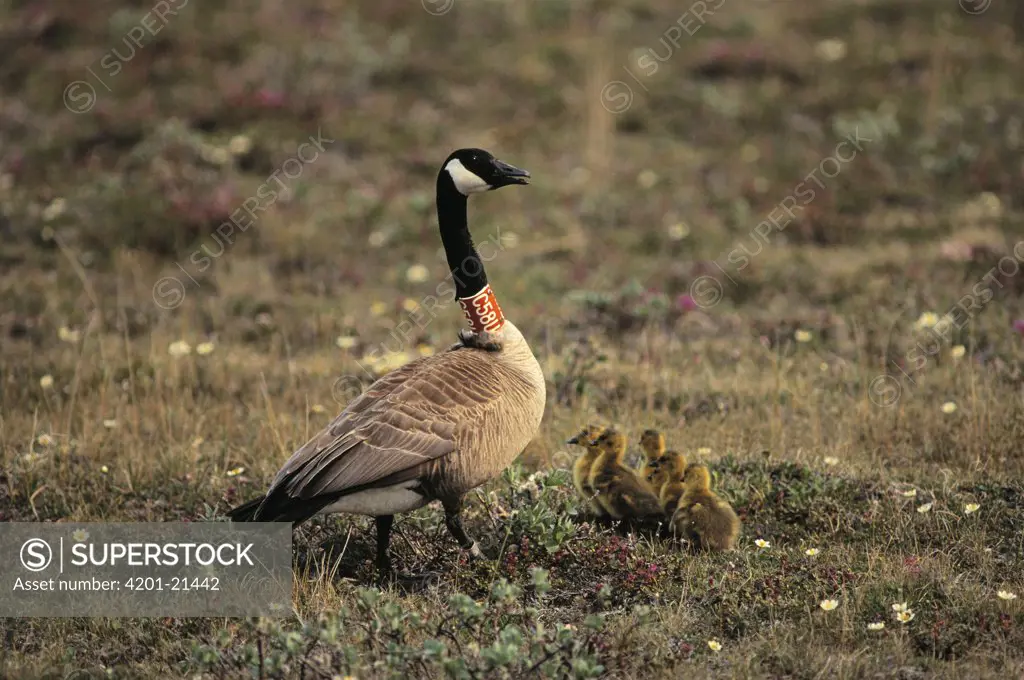 Canada Goose (Branta canadensis) tagged adult with goslings, Europe
