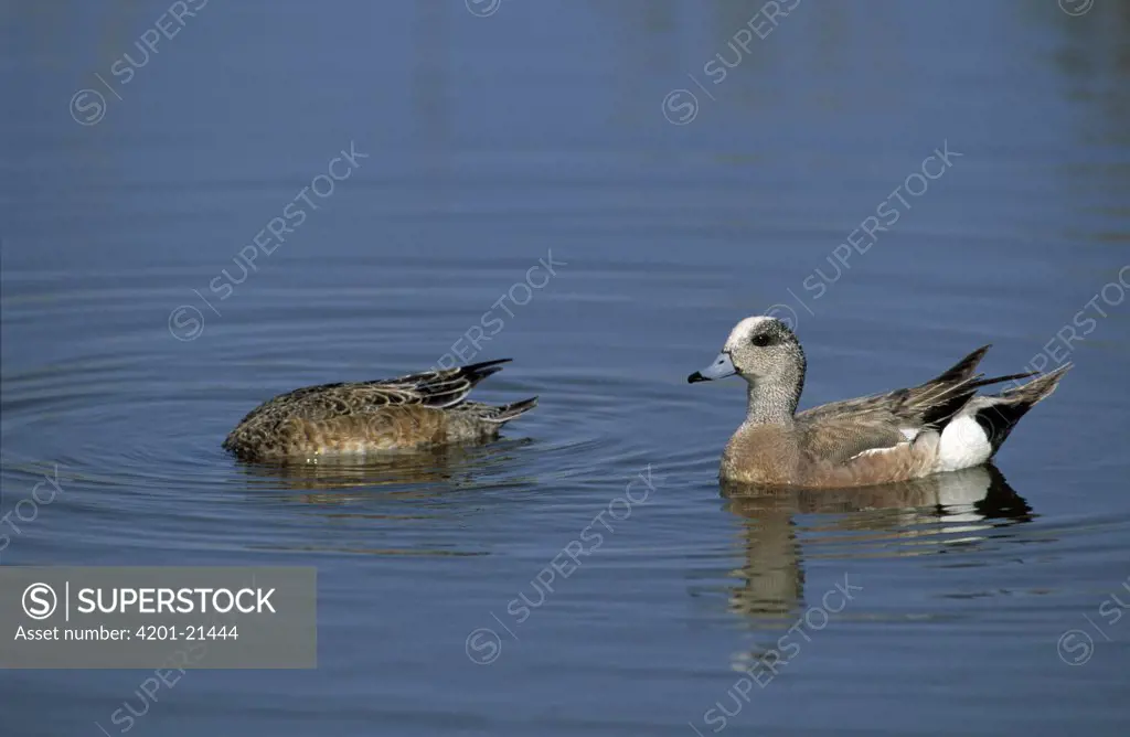 American Wigeon (Anas americana) male with dabbling female in water, North America