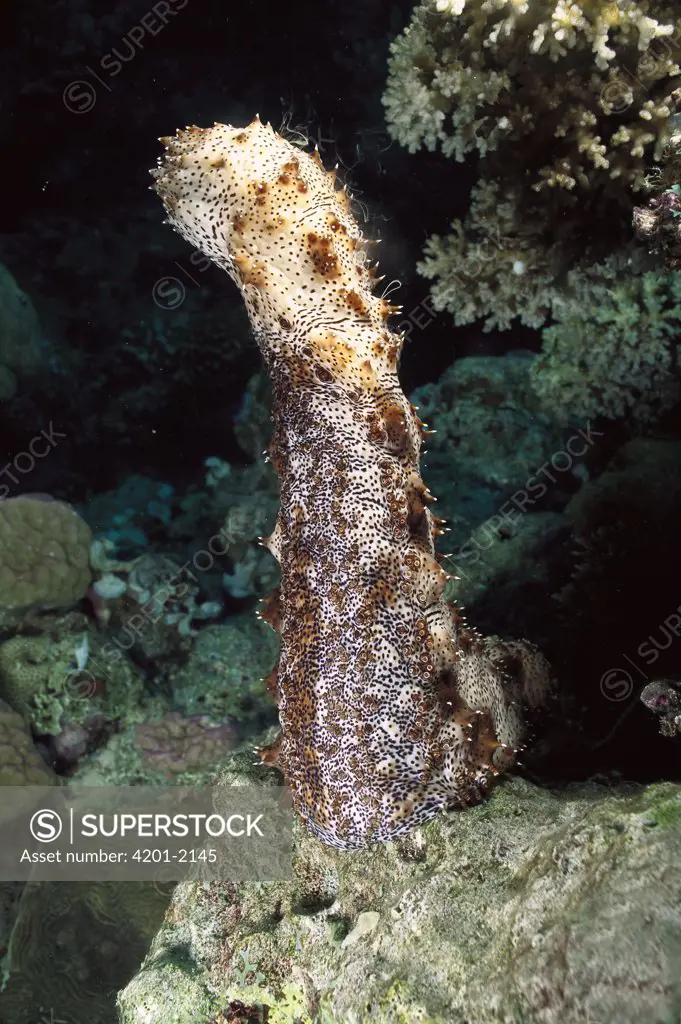 Sea Cucumber (Bohadschia graeffei) male, standing up to release sperm during spawning, Milne Bay, Papua New Guinea