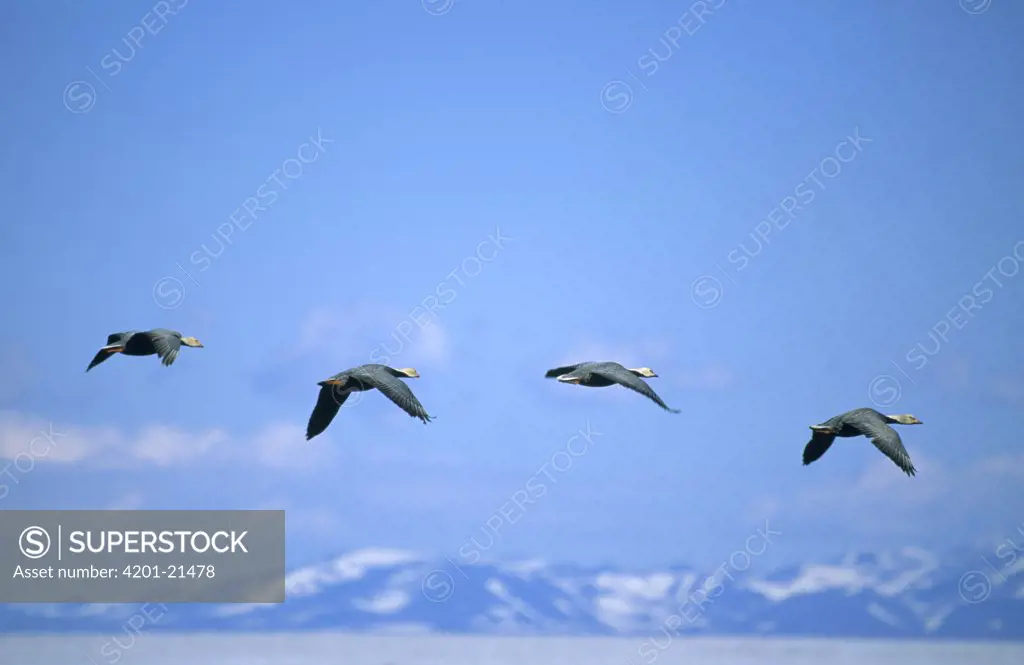 Emperor Goose (Anser canagicus) group of four flying, Siberia