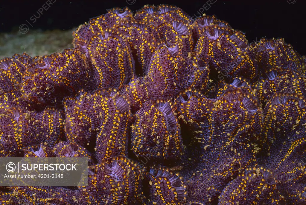 Ascidian (Botrylloides magnicoecum) group, Jervis Bay, New South Wales, Australia