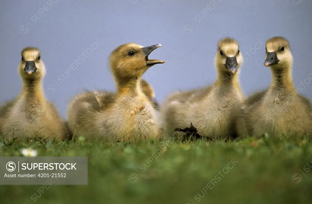 Greylag Goose (Anser anser) four goslings in a row, Europe