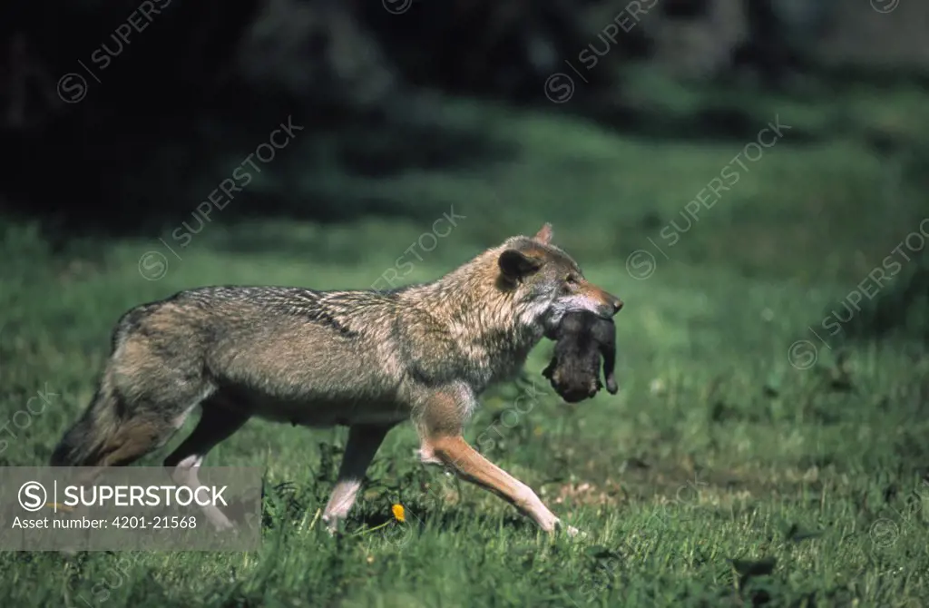 European Wolf (Canis lupus) mother carrying young in her mouth, Europe