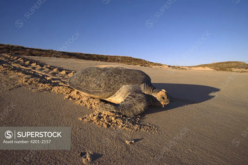 Green Sea Turtle (Chelonia mydas) crawling back to the sea after laying her eggs, Western Australia