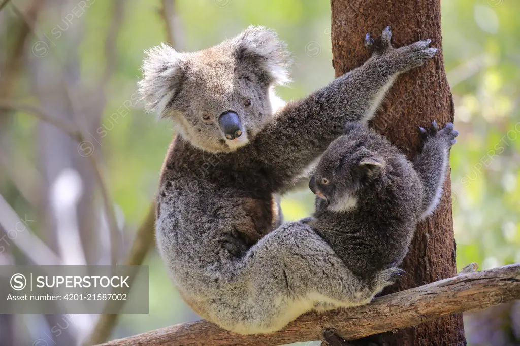 Koala (Phascolarctos cinereus) mother with joey, South Australia, Australia