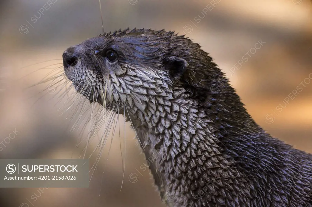 African Small-clawed Otter (Aonyx capensis), native to Africa