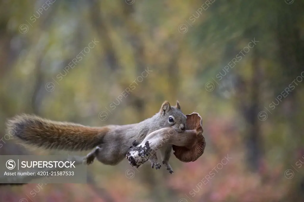 Douglas's Squirrel (Tamiasciurus douglasii) carrying mushroom, Alaska