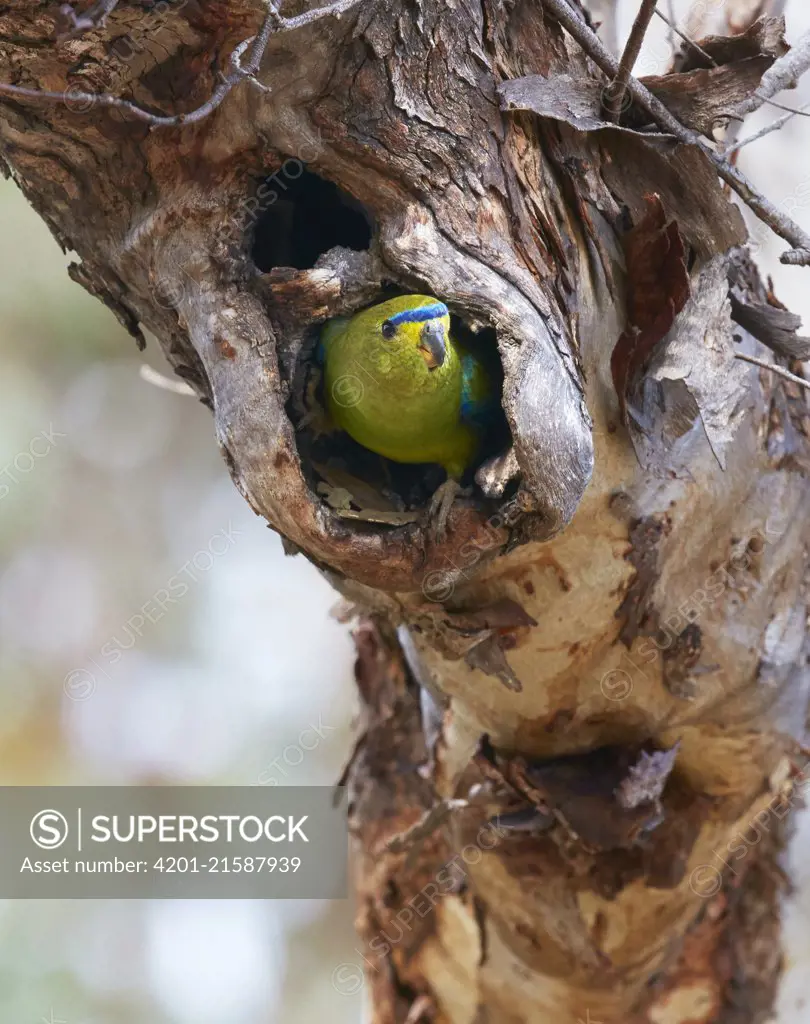 Elegant Parrot (Neophema elegans) in nest cavity, Stirling Range National Park, Western Australia, Australia