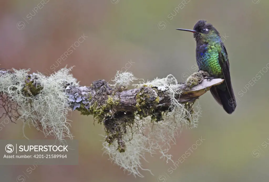 Fiery-throated Hummingbird (Panterpe insignis), Costa Rica