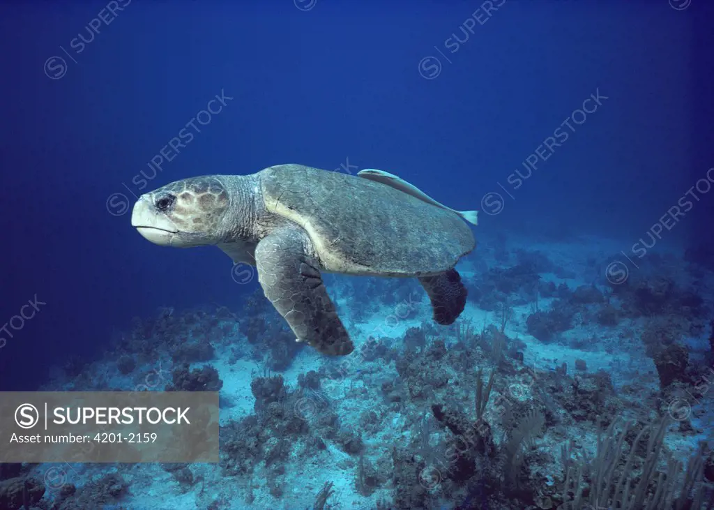 Loggerhead Sea Turtle (Caretta caretta) swimming underwater with Remora attached to its carapace, South Caicos, British West Indies