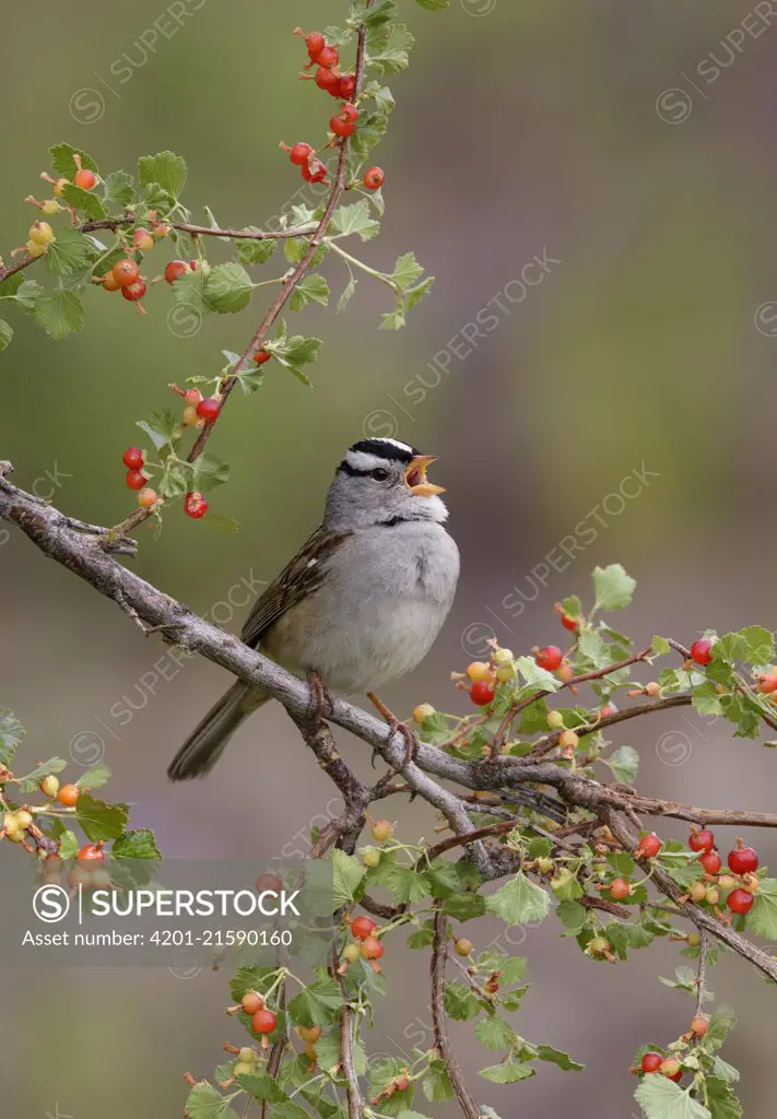 White-crowned Sparrow (Zonotrichia leucophrys) calling, British Columbia, Canada