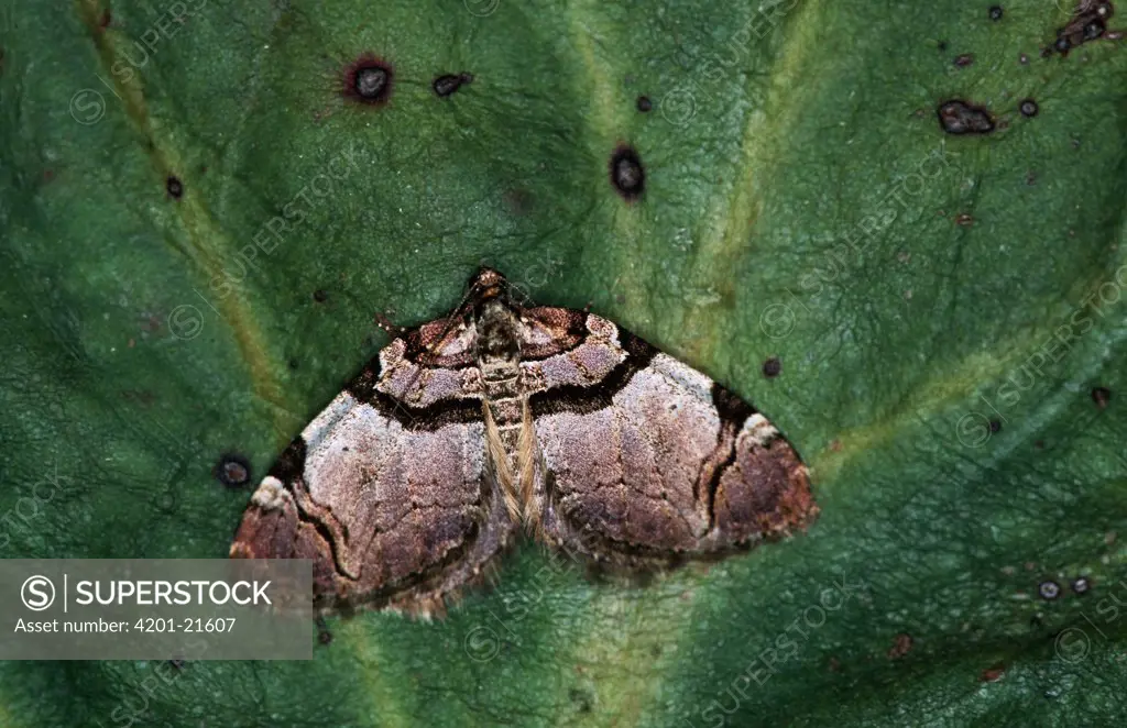 Streamer (Anticlea derivata) moth portrait on green leaf, western Europe