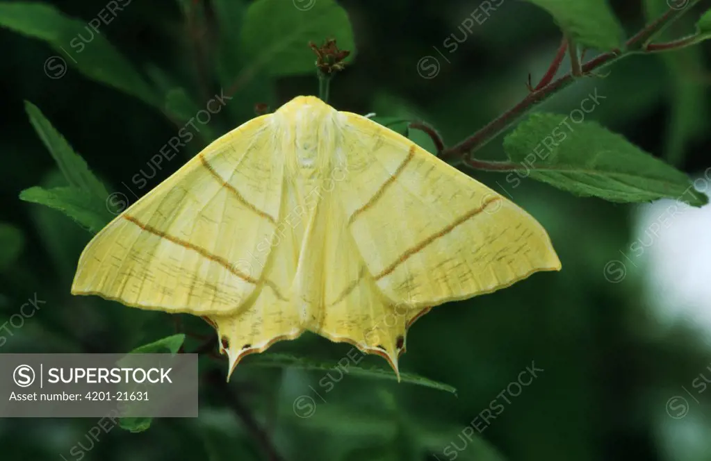 Swallow-tailed Moth (Ourapteryx sambucaria) portrait on leaf, Europe