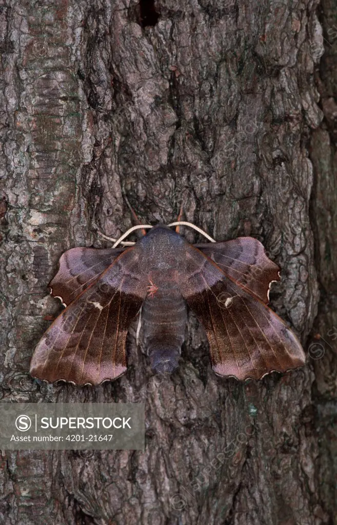 Poplar Hawk Moth (Laothoe populi) camouflaged on tree bark, western Europe
