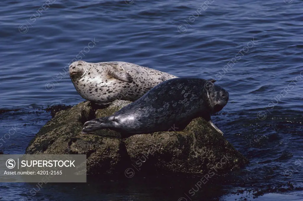 Harbor Seal (Phoca vitulina) pair resting on rock, Monterey Bay, California