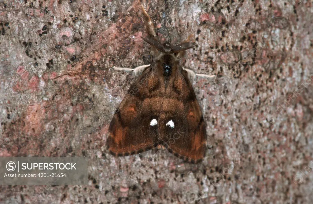 Rusty Tussock Moth (Orgyia antiqua) male portrait, Europe