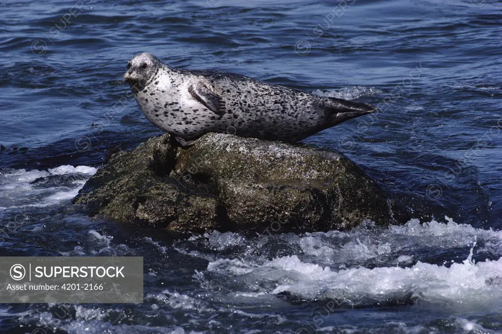 Harbor Seal (Phoca vitulina) balancing on rock, Monterey, California