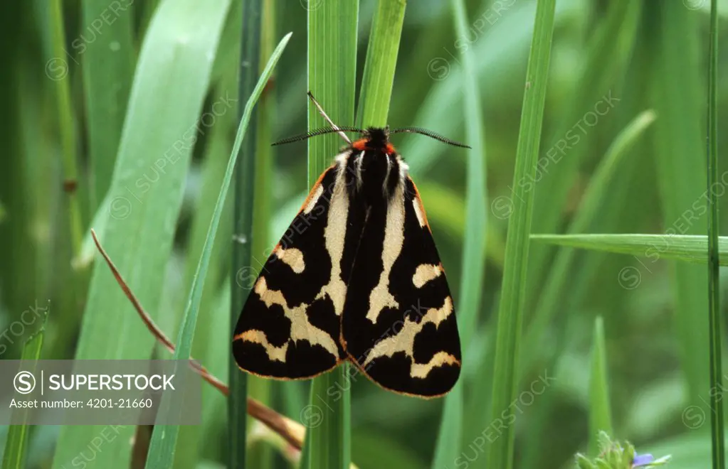 Wood Tiger (Parasemia plantaginis) moth portrait on grasses, western Europe