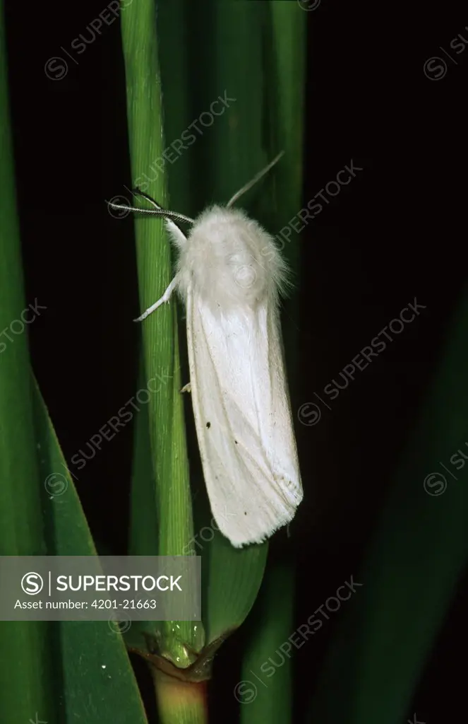 Water Ermine (Spilosoma urticae) moth clinging to stem, western Europe