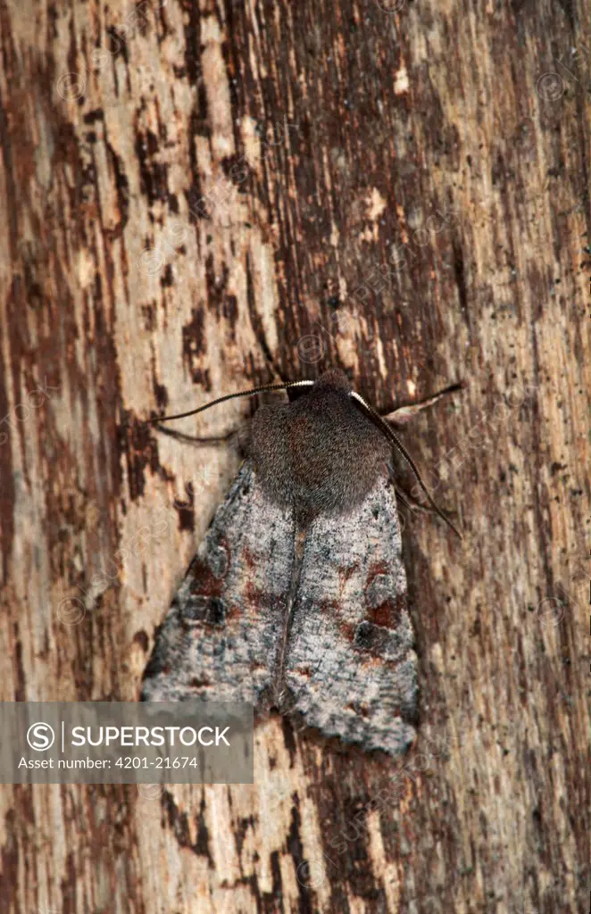 Clouded Drab (Orthosia incerta) moth, camouflaged against tree bark, western Europe