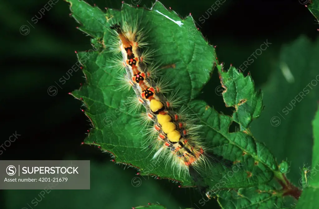 Rusty Tussock Moth (Orgyia antiqua) caterpillar larvae on leaf, western Europe