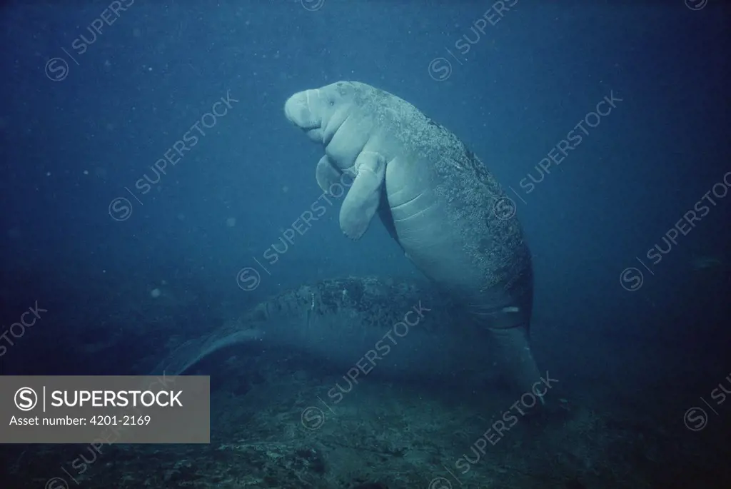 West Indian Manatee (Trichechus manatus) young with the bumpy skin, condition typical of calves at Kings Bay, Crystal River, Florida