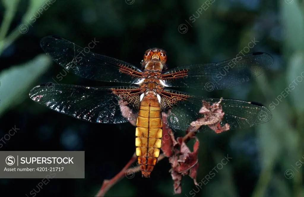 Broad-bodied Chaser (Libellula depressa) dragonfly, portrait, western Europe