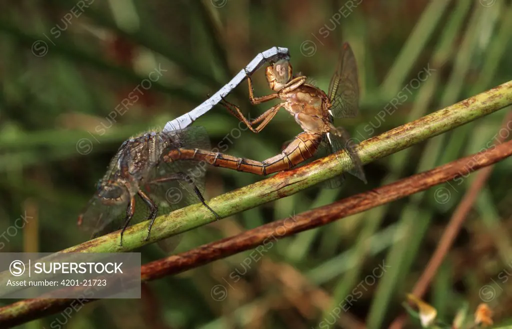 Keeled Skimmer (Orthetrum coerulescens) dragonfly, pair mating, western Europe