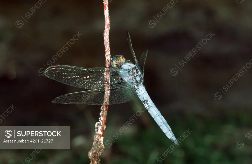 Southern Skimmer (Orthetrum brunneum) dragonfly clinging to stem, western Europe