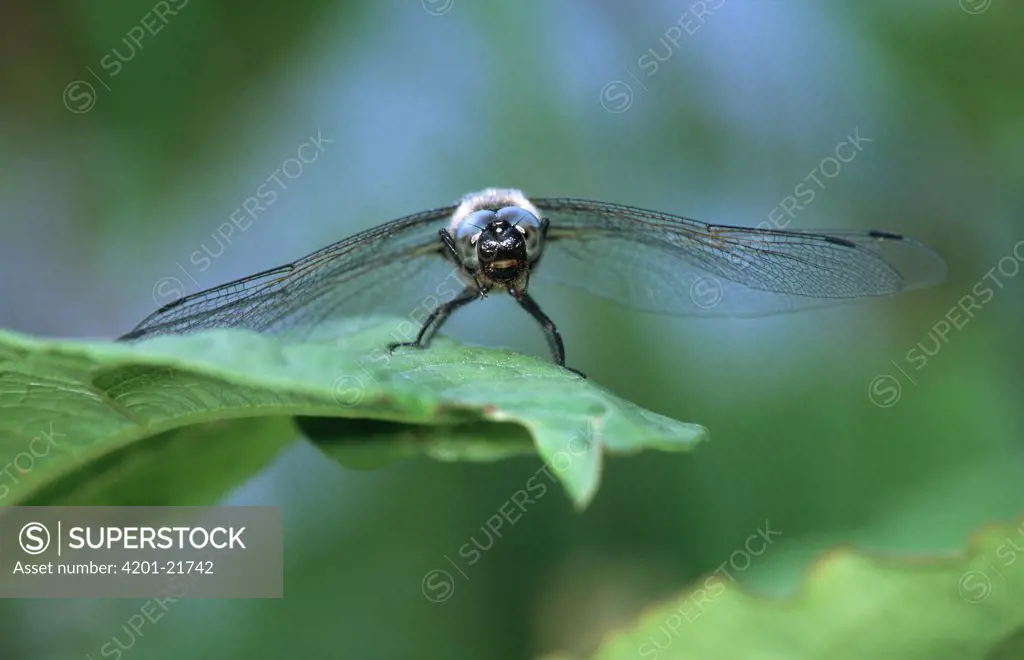 Scarce Chaser (Libellula fulva) dragonfly male on leaf, western Europe