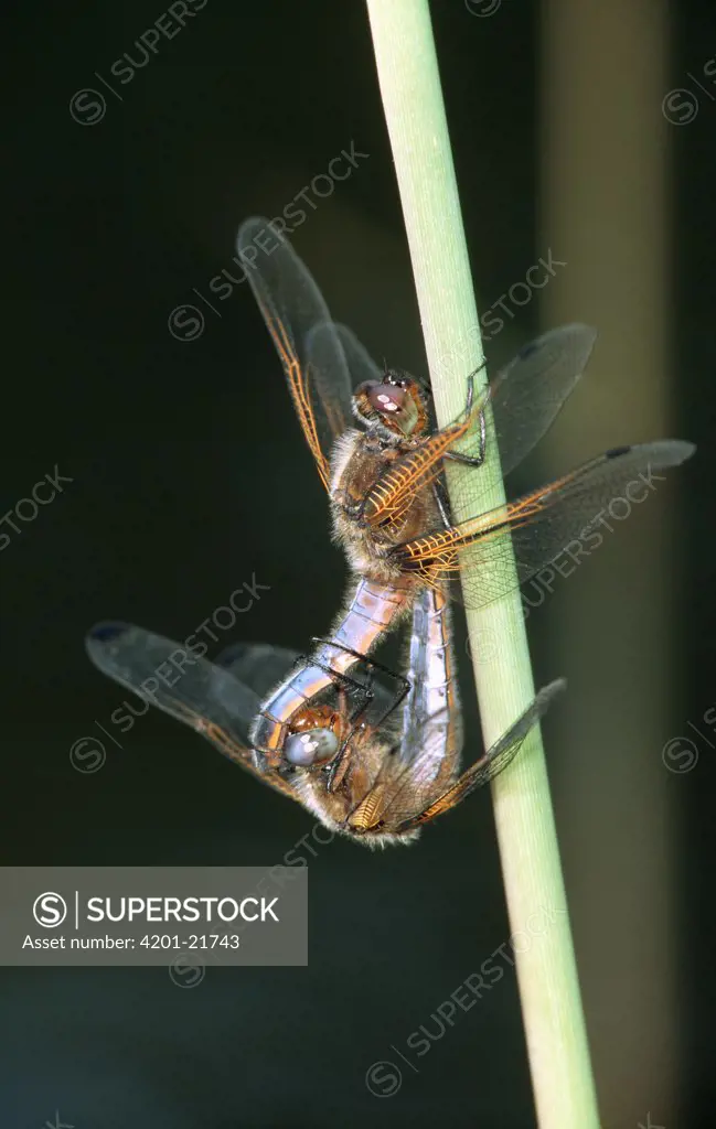 Scarce Chaser (Libellula fulva) dragonfly pair mating, western Europe